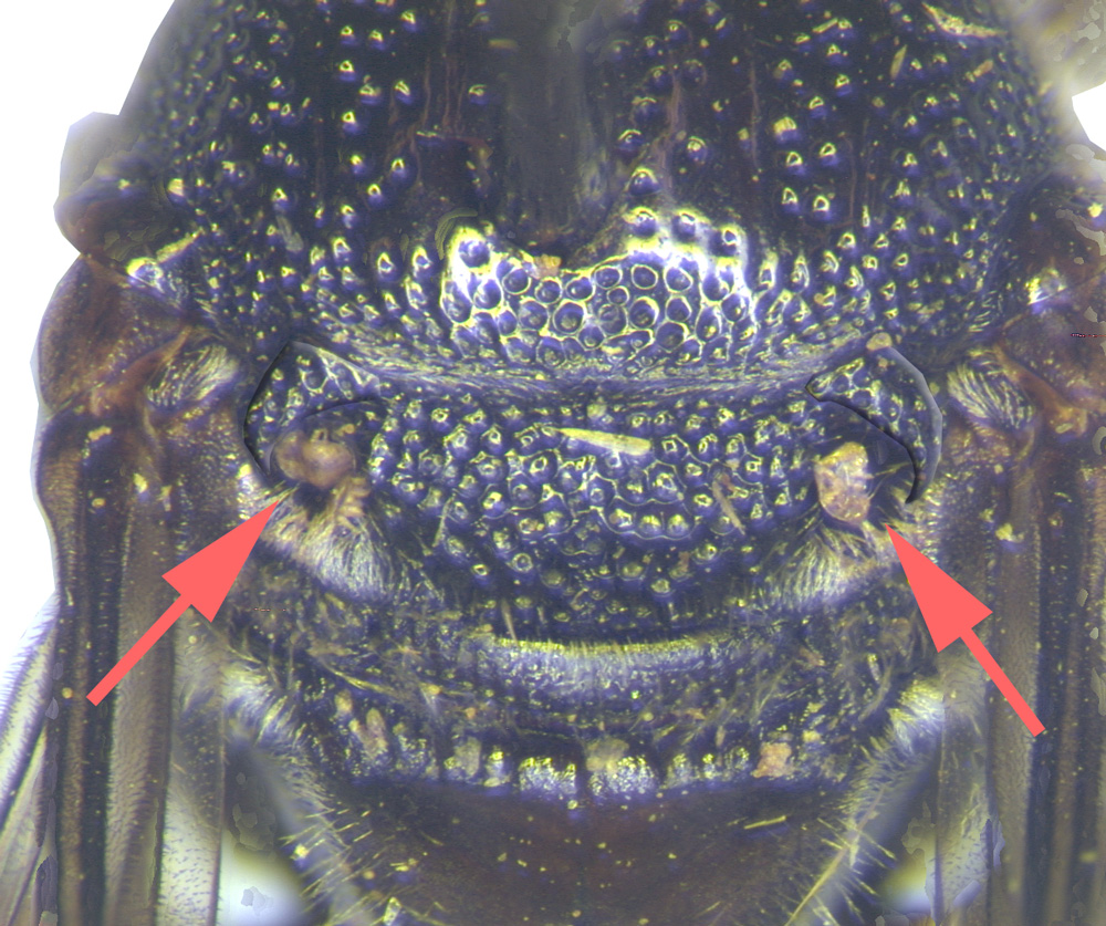 Phoretic deutonymphs of Achaetodactylus ceratinae  at the entrances of the axillar acarinaria (arrows) of Ceratina opaca from South Africa. , BMOC 04-0508-286