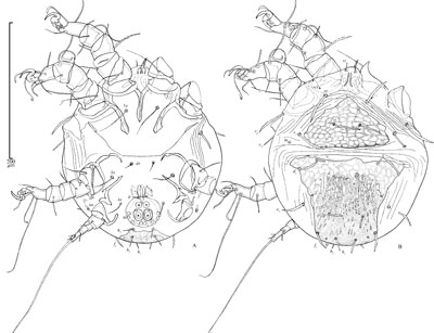 Mite Chaetodactylus abditus (Chaetodactylidae)