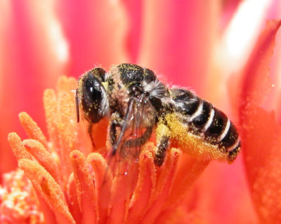 Phoretic deutonymphs of the mite <i>Chaetodactylus abditus</i> on <i>Lithurgus_echinocacti</i> pollinating a barrel cactus (<i>Ferocactus</i>), Arizona