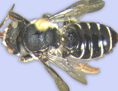 Phoretic deutonymphs of the mite Chaetodactylus antillarum on a museum specimen of <i>Lithurgus antilleorum</i>, Jamaica