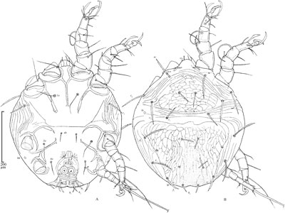 Mite Chaetodactylus antillarum (Chaetodactylidae)