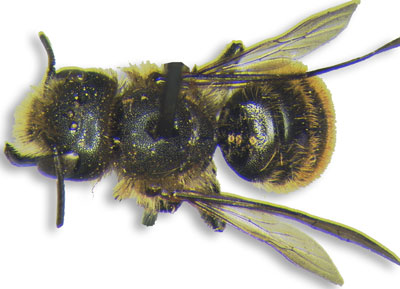 Phoretic deutonymphs of the mite Chaetodactylus azteca on a museum specimen of the bee Osmia azteca from Mexico