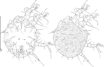 Mite Chaetodactylus azteca (Chaetodactylidae)