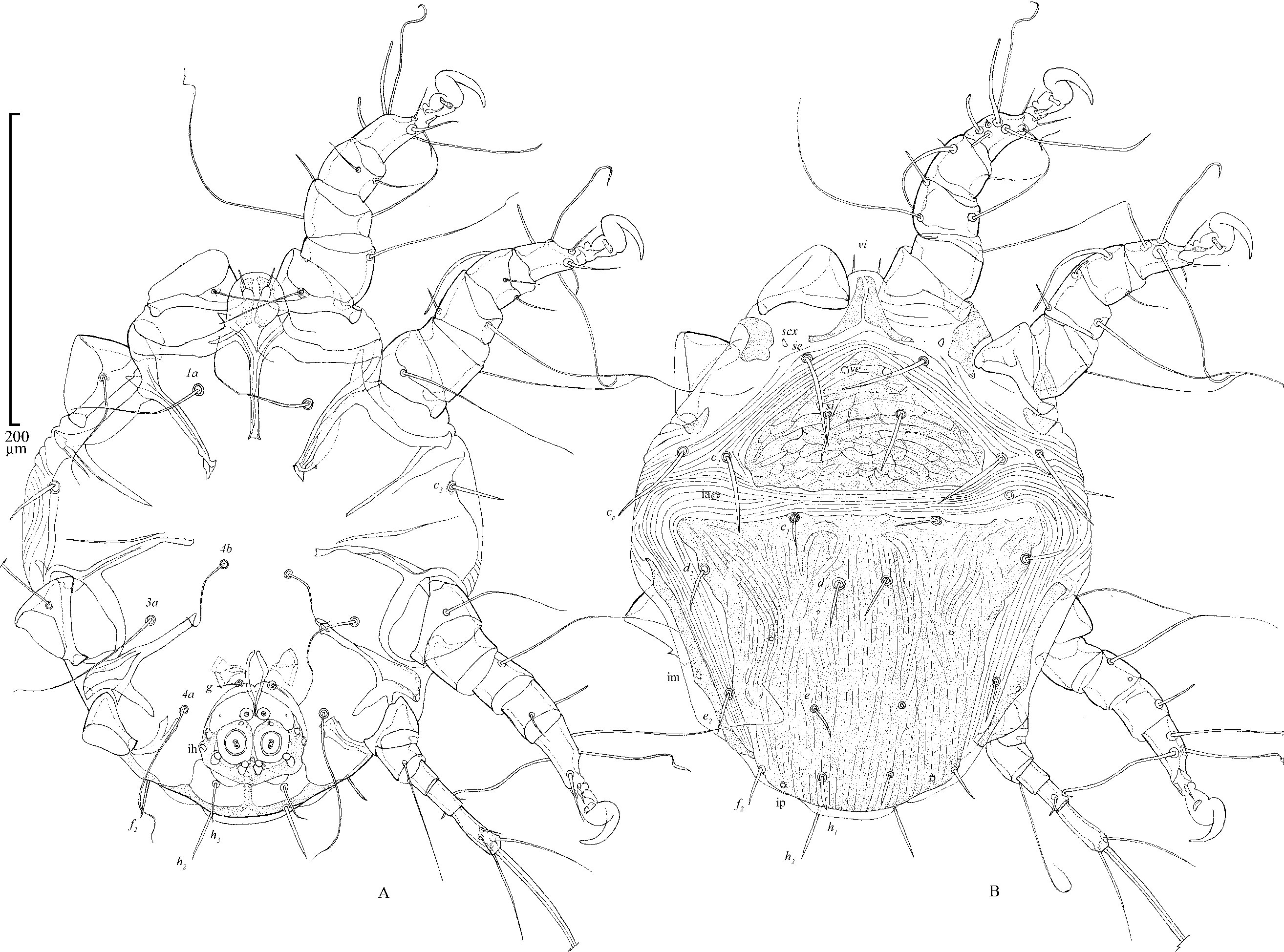 mite Chaetodactylus claudus ex Osmia ribifloris (Megachilidae)