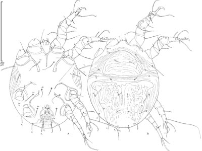 Mite Chaetodactylus furunculus (Chaetodactylidae)