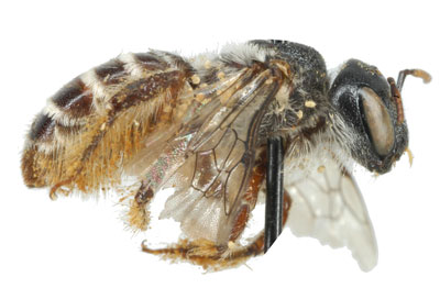 Phoretic deutonymphs of the mite Chaetodactylus furunculus on a museum specimen of <i>Lithurgus listrotus</i>, California