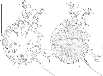 Mite Chaetodactylus gibbosi (Chaetodactylidae)