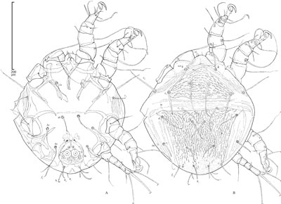 mite Chaetodactylus hopliti, ventral and dorsal view