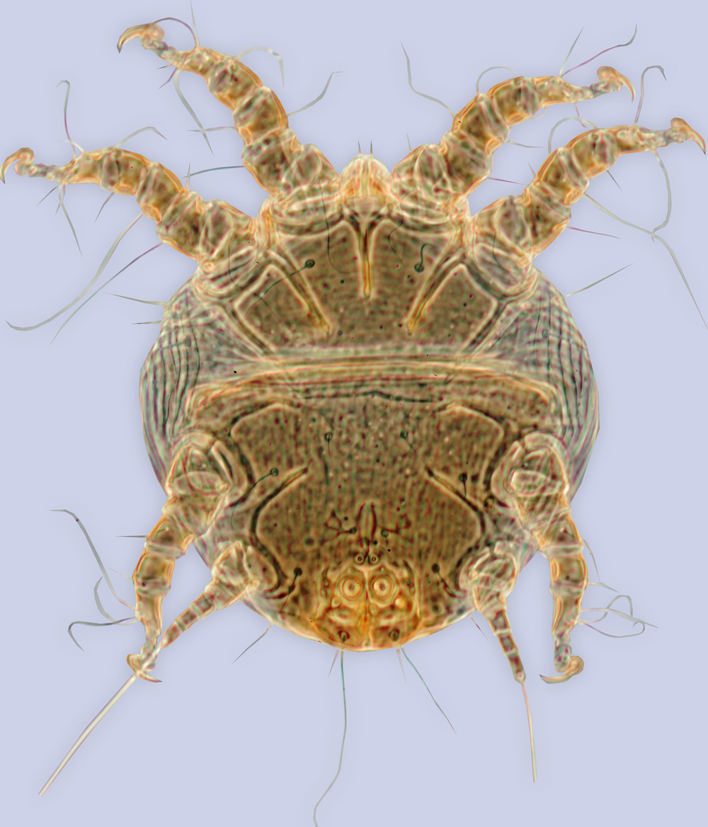 Chaetodactylus micheneri, phoretic deutonymph, ex Osmia subaustralis, California, BMOC 03-0514-012