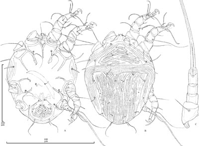Mite Chaetodactylus rozeni (Chaetodactylidae)