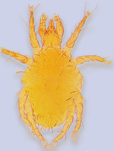 mite Cheletophyes panamensis (Cheyletidae) female ex nest of Xylocopa frontalis