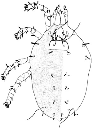 Ereynetes boharti (Ereynetidae) from nest of Nomia melanderi (modified from Hunter and Cross, 1968)