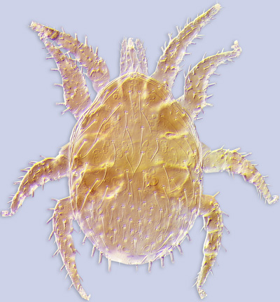 mite Eumellitiphis mellitus ex stingless bee Lestrimelitta limao (Smith, 1863) (Hymenoptera: Apidae: Meliponini)