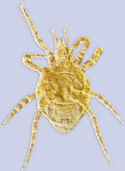 Mite Laelaspoides sp. aff. ordwayae (Laelapidae) ex Caenaugochlora costaricensis from Costa Rica