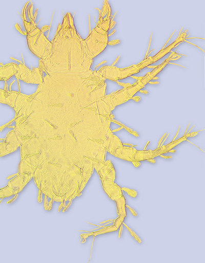 mite Nodele (Aztecocheyletus) conquistador