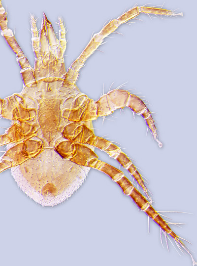 mite Parasitellus talparum (Acari: Parasitidae) ex Bombus flavifrons from Wyoming