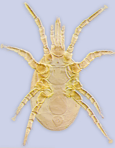 Mite Pneumolaelaps costai. (Laelapidae) ex Bombus fervidus from Ohio
