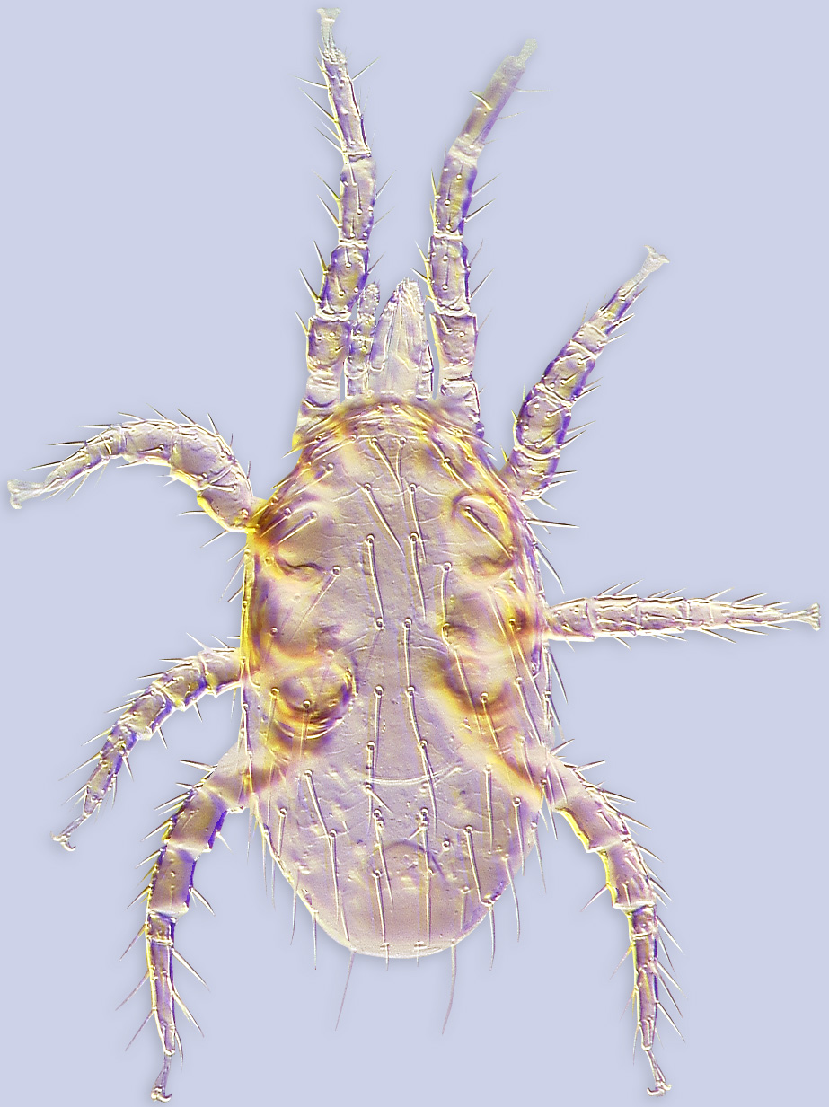 Proctolaelaps longisetosus, female, ex Bombus fervidus, USA: Ohio, BMOC 02-0706-001