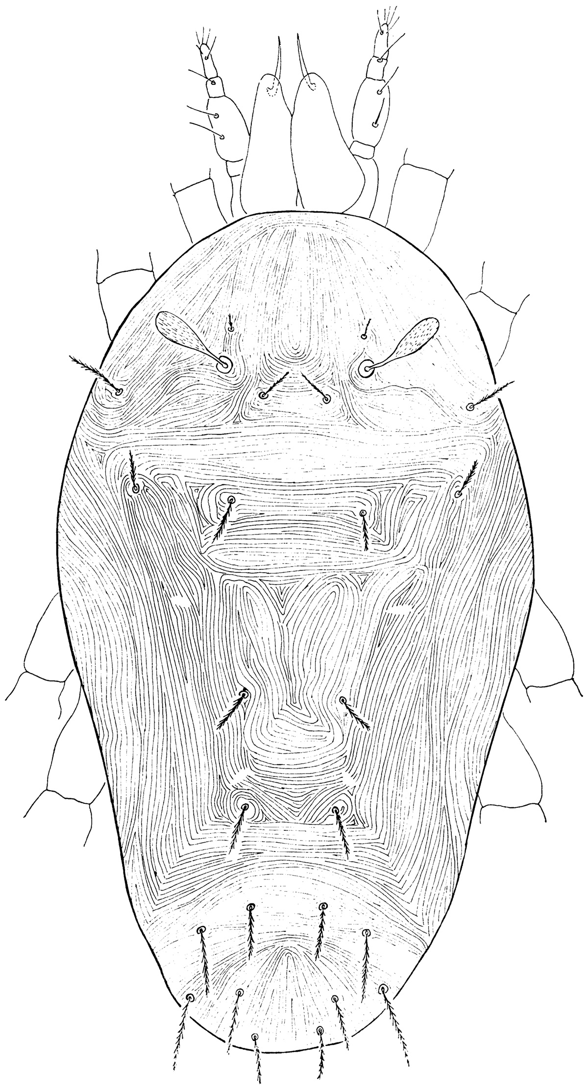 mite Proctotydaeus therapeutikos ex stingless bee Scaptotrigona postica