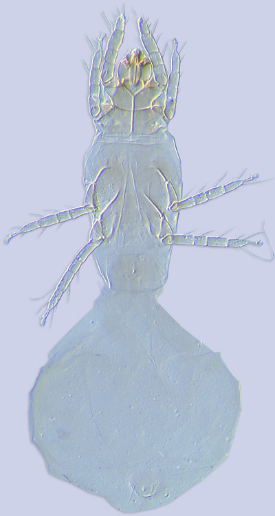  Physogastric female of mite Pyemotes (Pyemotidae) ex Hoplitis (Hymenoptera: Megachilidae)