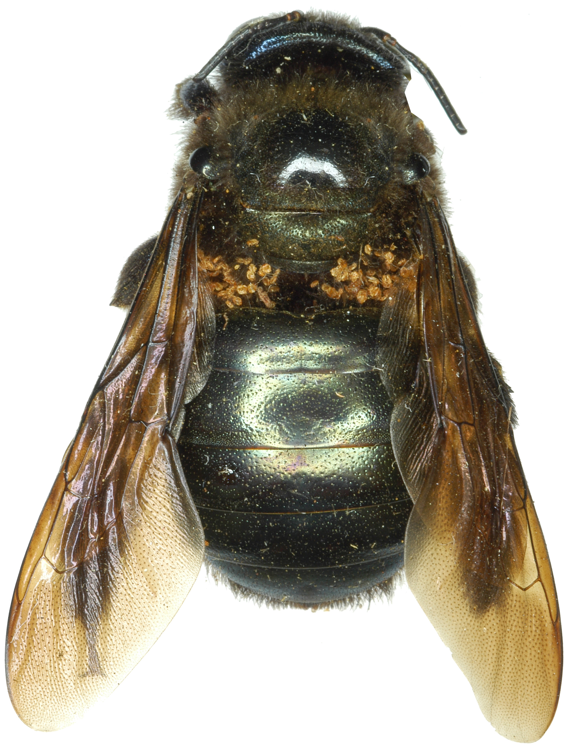 mite Sennertia segnis phoretic on carpenter bee Xylocopa californica