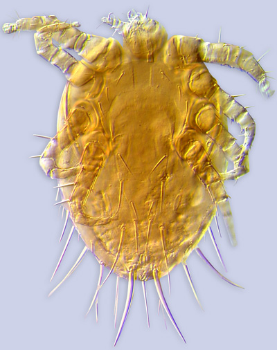 Mite Urozercon (Laelapidae)