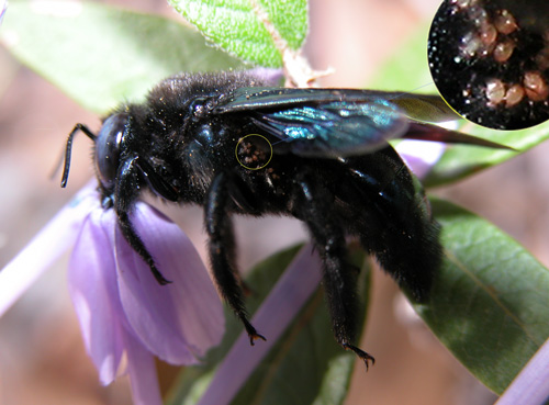mite Sennertia sp. (Chaetodatylidae) ex Xylocopa Xylocopa texana arizonensis