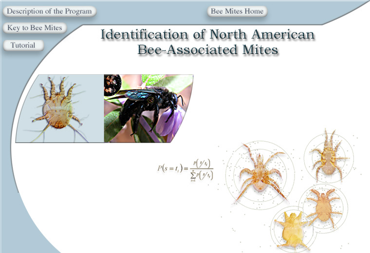 bee mites identification