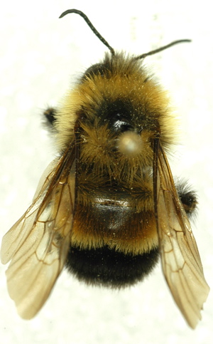 affinis male