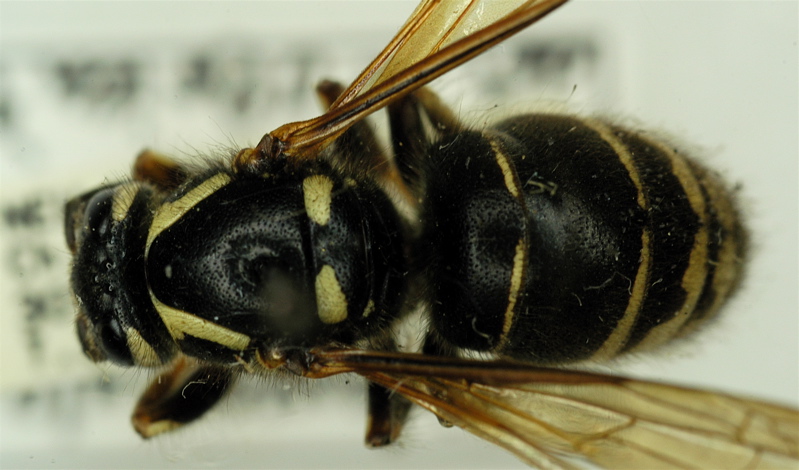 Social Vespidae Of Michigan