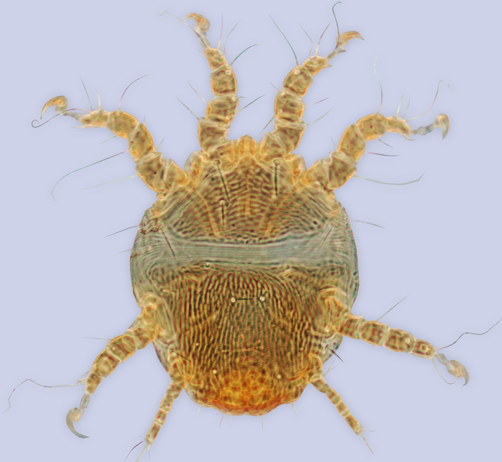 Chaetodactylus anthidii, phoretic deutonymph, ex Rhodanthidium sticticum, France, BMOC 79-0329-001
