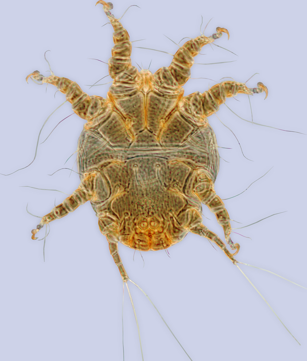 Chaetodactylus claviger, phoretic deutonymph, ex Osmia tricornis, Italy, BMOC 03-0523-006