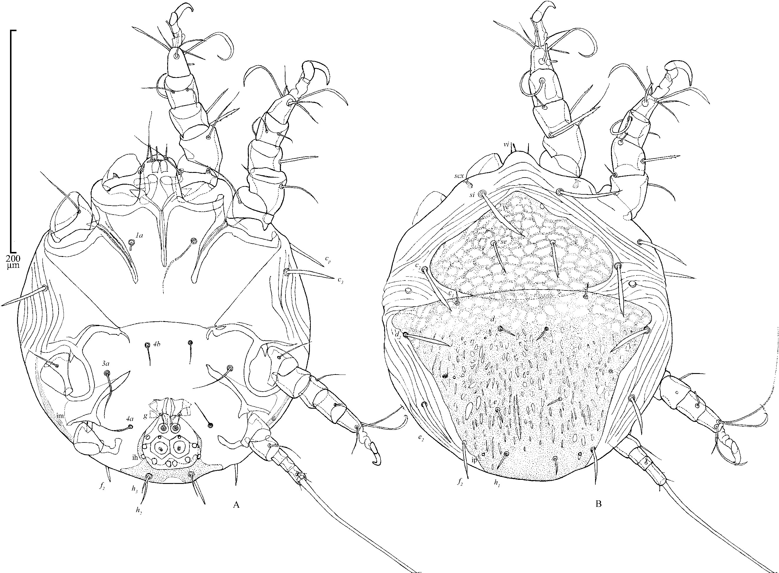 Chaetodactylus gibbosi, phoretic deutonymph, holotype, dorsal and ventral, BMOC 02-1205-006