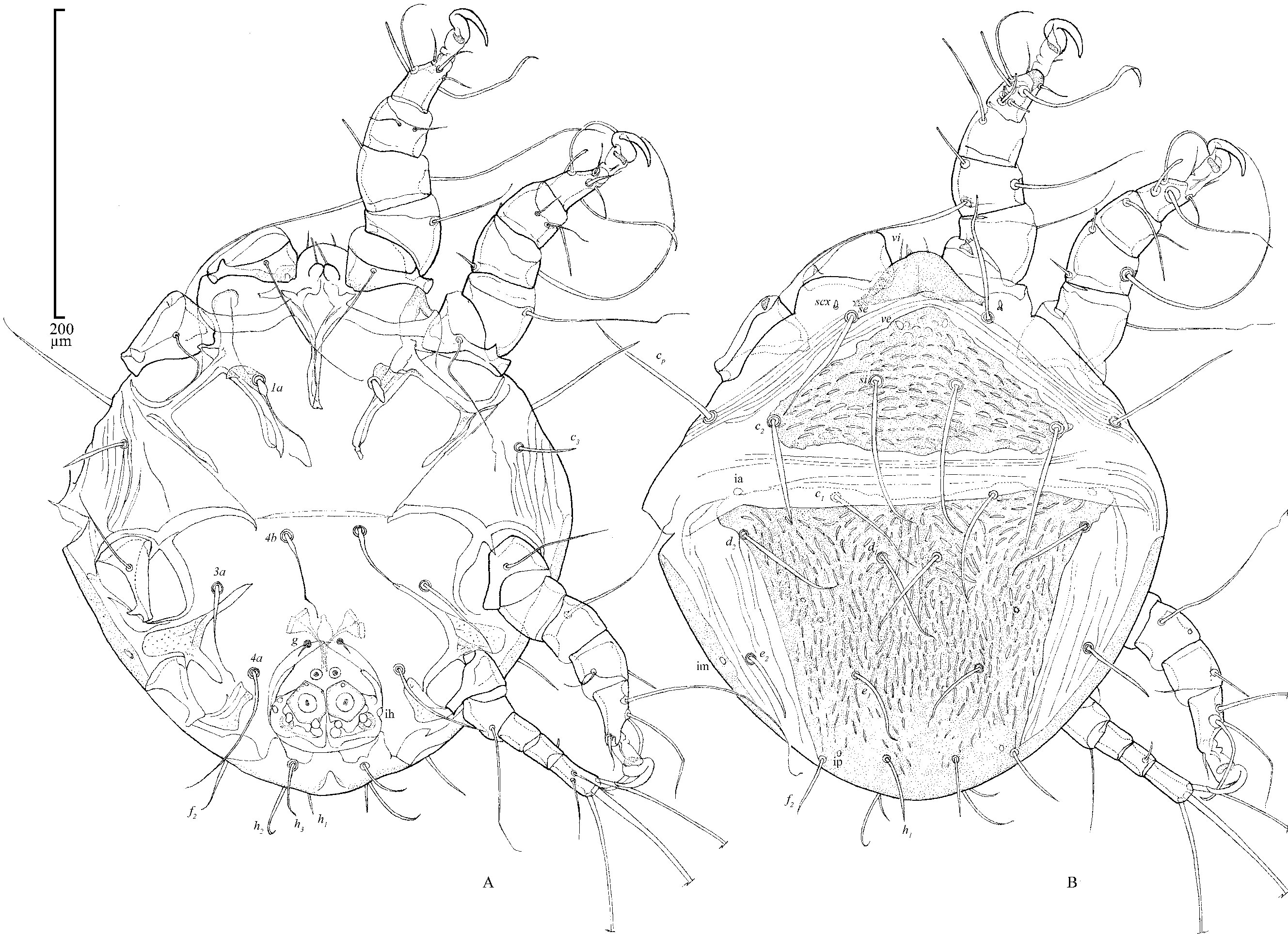Chaetodactylus hopliti, ventral and dorsal view (holotype)