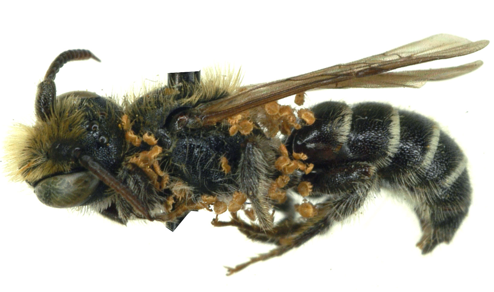 Phoretic deutonymphs of Chaetodactylus hopliti, on a museum specimen of the bee Hoplitis producta (Megachilidae), BMOC 03-1106-037