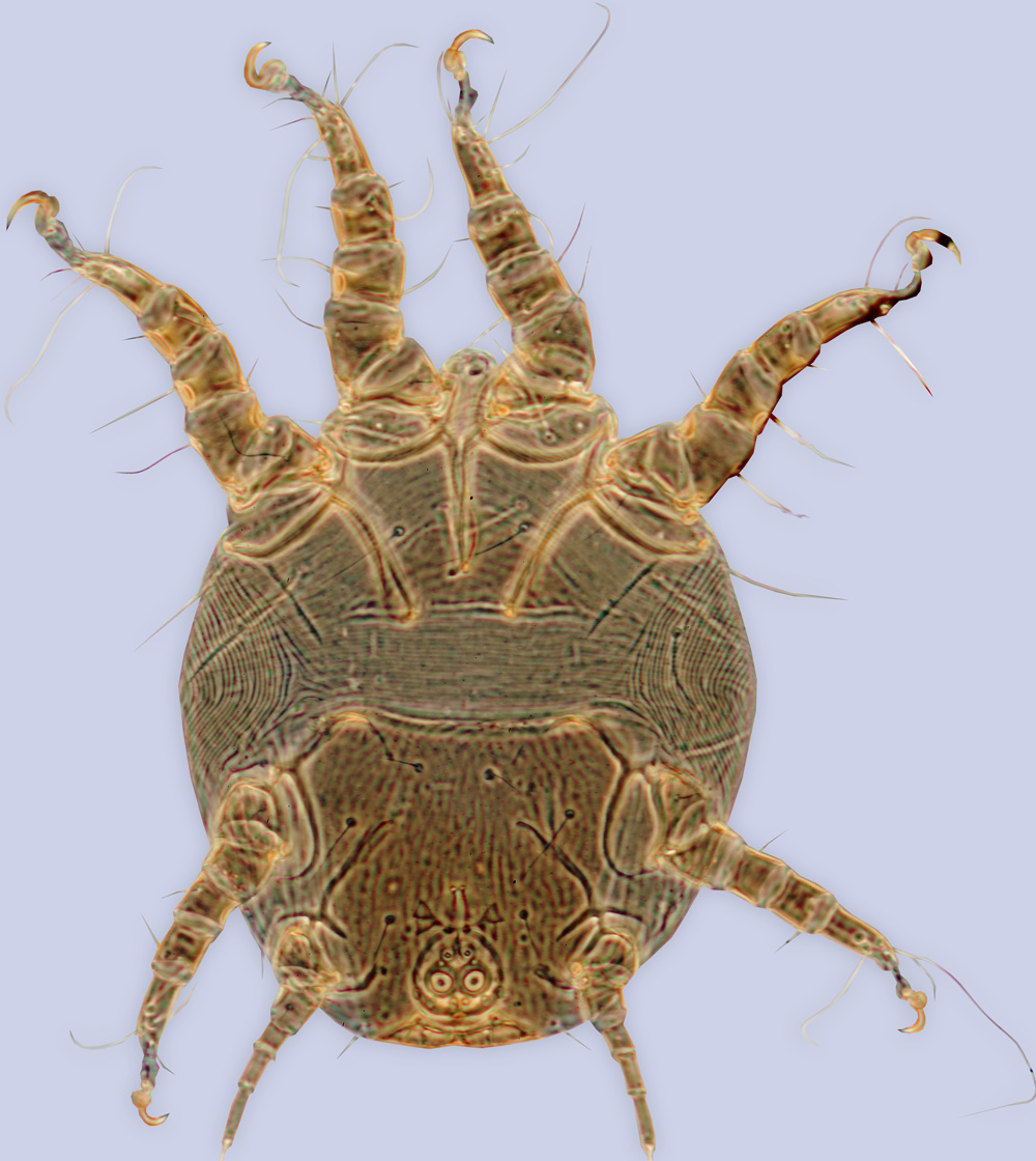 Chaetodactylus lassulus, phoretic deutonymph, holotype, ex Trichothurgus dubius, Chile, BMOC 96-0916-215