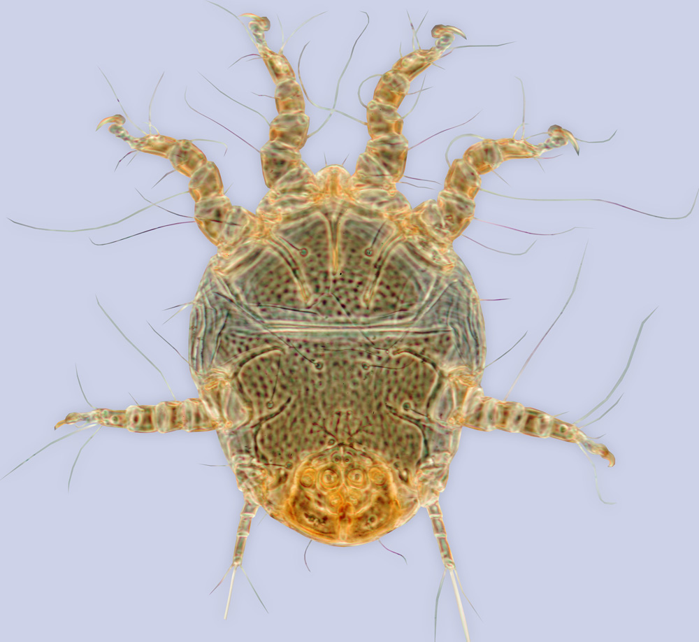 Chaetodactylus osmiae, phoretic deutonymph, ex Osmia rufa, Germany, BMOC 95-0422-121