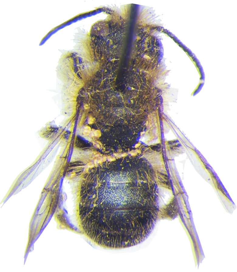 Heteromorphic deutonymphs of Chaetodactylus reaumuri phoretic on Osmia brevicornis, Poland