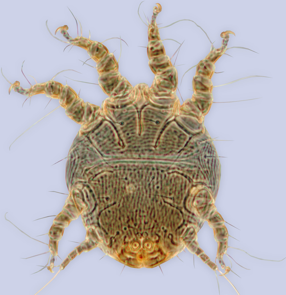 Chaetodactylus zachvatkini, phoretic deutonymph, ex Osmia tricornis, Italy, BMOC 03-0523-005